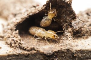 pest control in Eagle